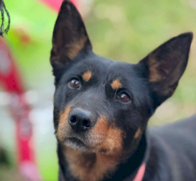 Female Australian Kelpie