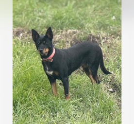 Female Australian Kelpie