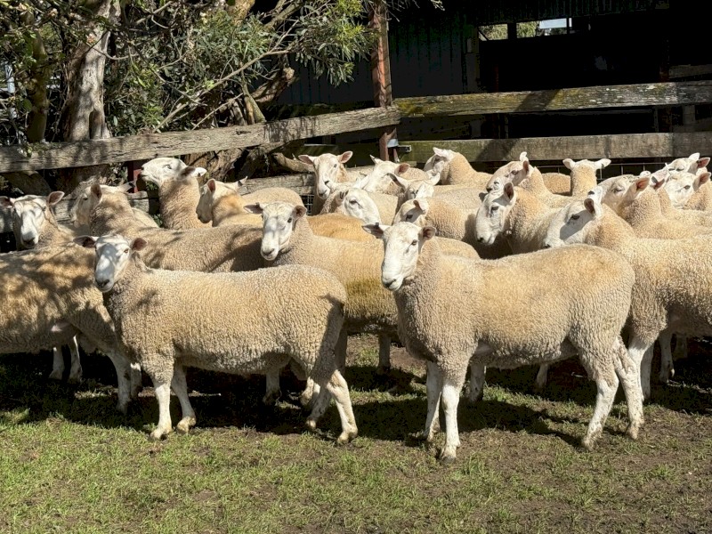 Border Leicester Rams
