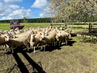 Border Leicester Rams