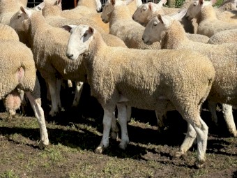 Border Leicester Rams