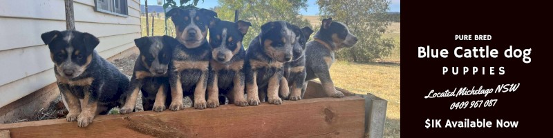 Pure bred blue cattle dog pups