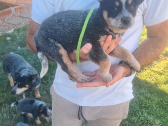 Pure bred blue cattle dog pups