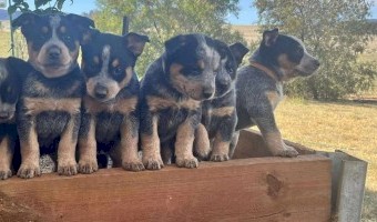 Pure bred blue cattle dog pups