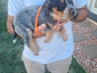 Pure bred blue cattle dog pups