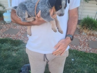 Pure bred blue cattle dog pups