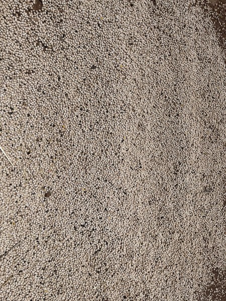 120mt Bateman Lupins