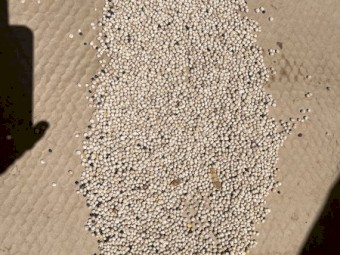 120mt Bateman Lupins