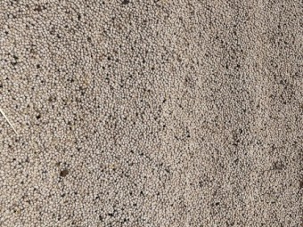 Lupins narrow leaf  ex farm 