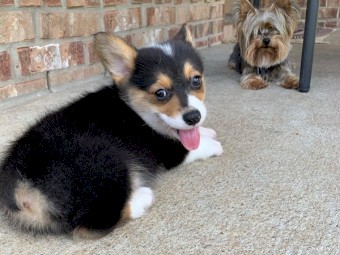 Quality Purebreed Pembroke Welsh Corji Puppies 