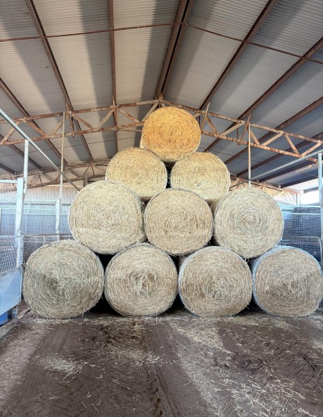 250 mt - Wheaten Hay 5x4 Rolls (Feed Test Available)