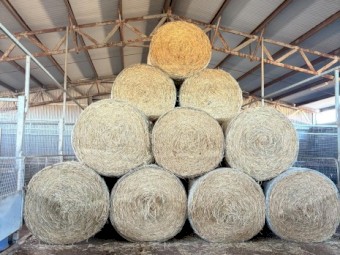 250 mt - Wheaten Hay 5x4 Rolls (Feed Test Available)