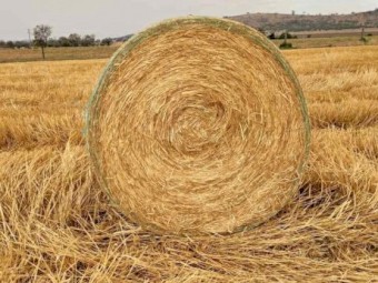 250 mt - Wheaten Hay 5x4 Rolls (Feed Test Available)