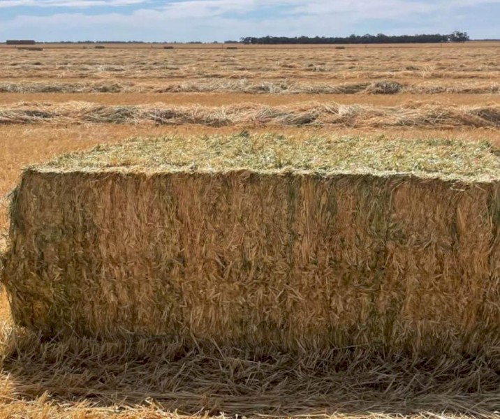 500mt - Vetch Hay (8x4x3)
