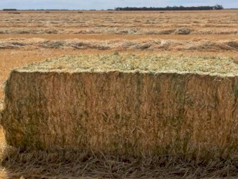500mt - Vetch Hay (8x4x3)