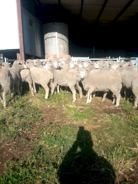 98 Melrose Blood Ewes 2.5yr.  Unjoined. 