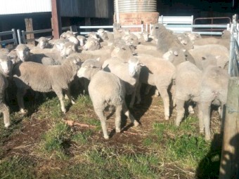 98 Melrose Blood Ewes 2.5yr.  Unjoined. 