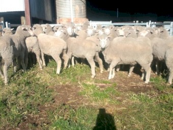98 Melrose Blood Ewes 2.5yr.  Unjoined. 