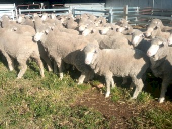 98 Melrose Blood Ewes 2.5yr.  Unjoined. 
