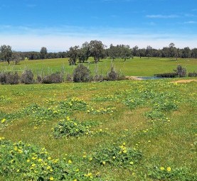 MCALINDEN FARM LEASE