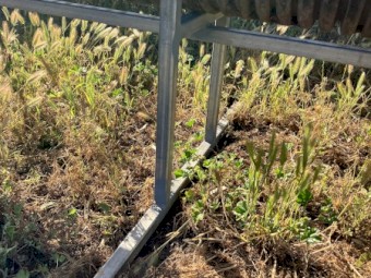 Raised Grain Feed Troughs