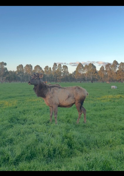 Elk/Wapiti Meat Animals 