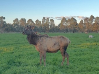 Elk/Wapiti Meat Animals 