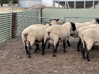 11x 2024 drop Suffolk Rams 