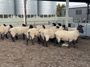 11x 2024 drop Suffolk Rams 