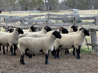 11x 2024 drop Suffolk Rams 