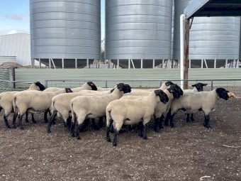 11x 2024 drop Suffolk Rams 