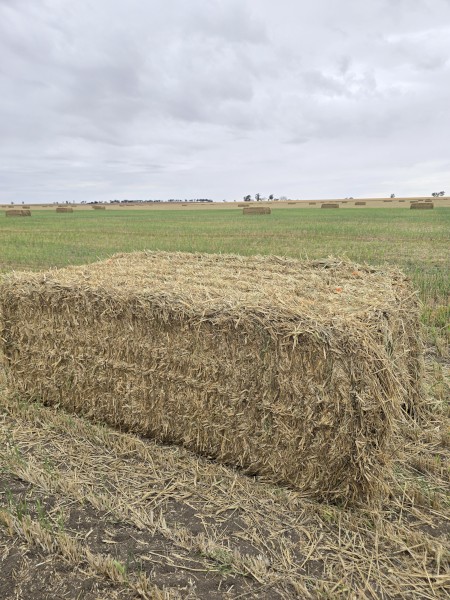Wheat hay 