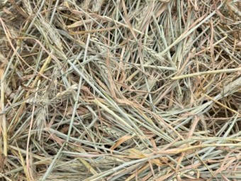 Wheat hay 
