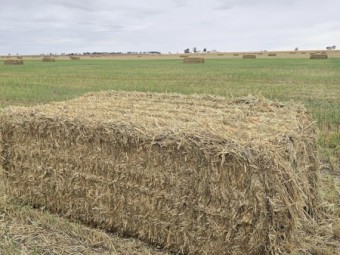 Wheat hay 