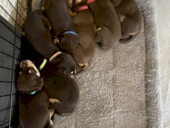 Kelpie pups
