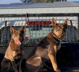 Kelpie pups