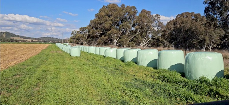 600 Prime Forrester Oaten Haylage Round Bales – Irrigated, Weed Free – Mingoola