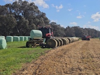 600 Prime Forrester Oaten Haylage Round Bales – Irrigated, Weed Free – Mingoola