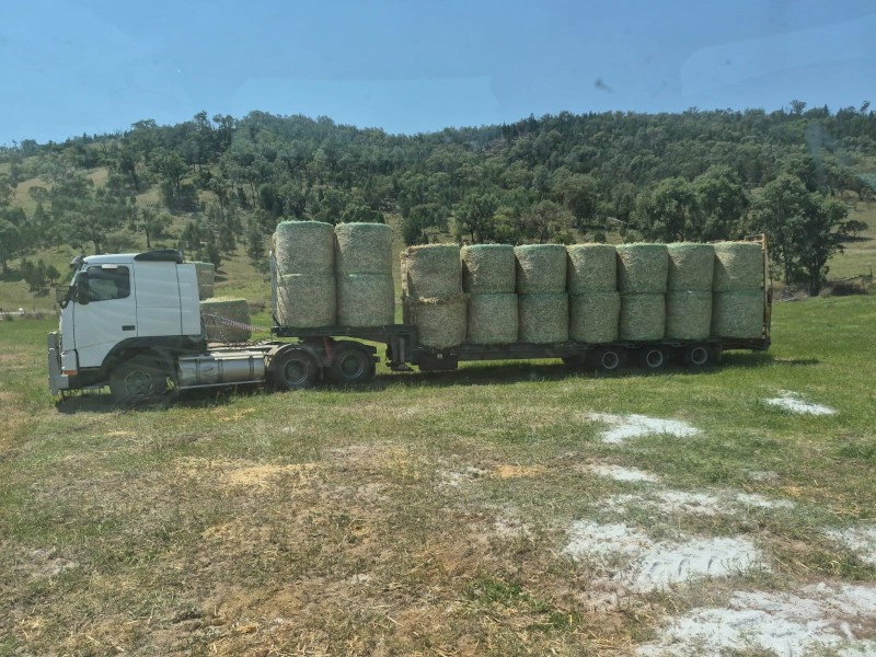 400 Prime Forrester Oaten Hay Round Bales – Irrigated, Weed Free – Mingoola