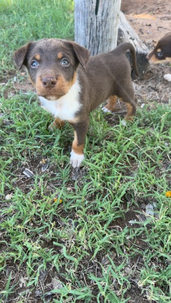 3 Kelpie X Collie Male Pups