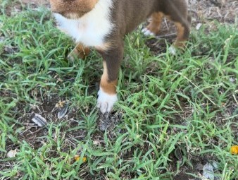 3 Kelpie X Collie Male Pups