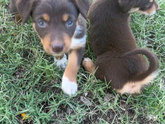 3 Kelpie X Collie Male Pups
