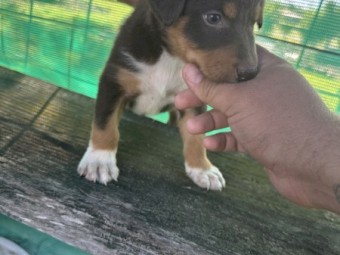 3 Kelpie X Collie Male Pups