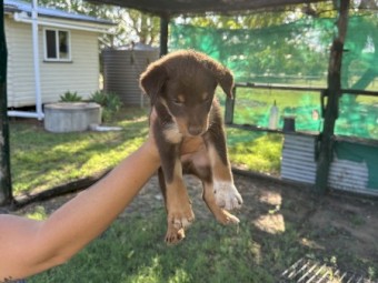 3 Kelpie X Collie Male Pups