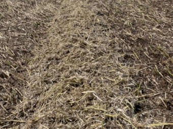 EOI Faba Bean Straw