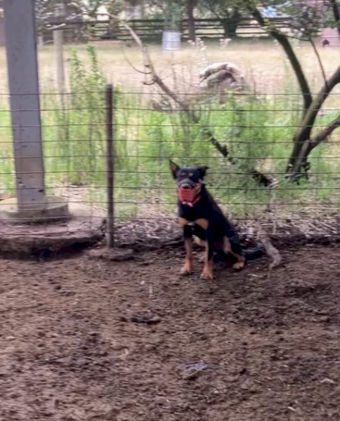 2 year old black and tan male kelpie