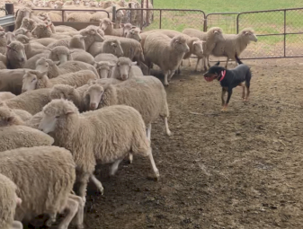 2 year old black and tan male kelpie
