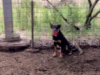 2 year old black and tan male kelpie