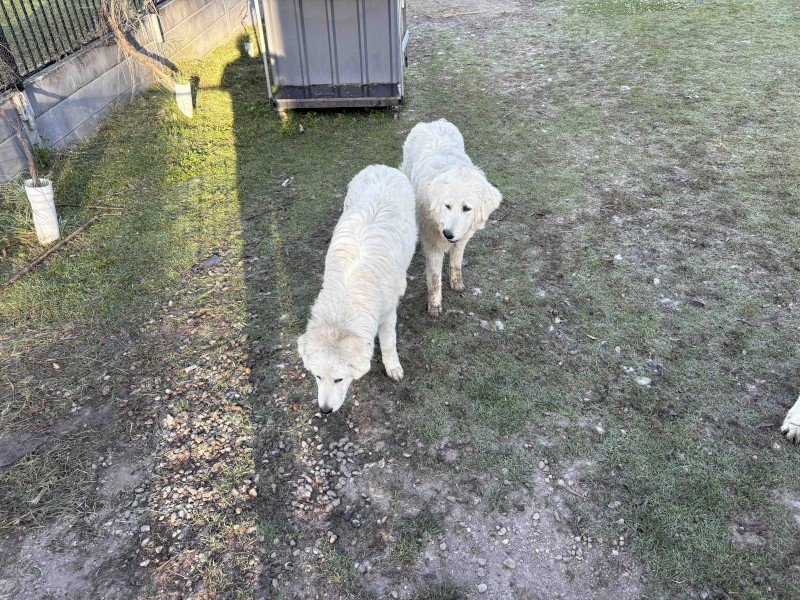 Maremma Female Sheep Dogs x 2