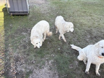 Maremma Female Sheep Dogs x 2